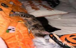 Mixed Breed cats for sale: Tabby and black kittens  - Image 5