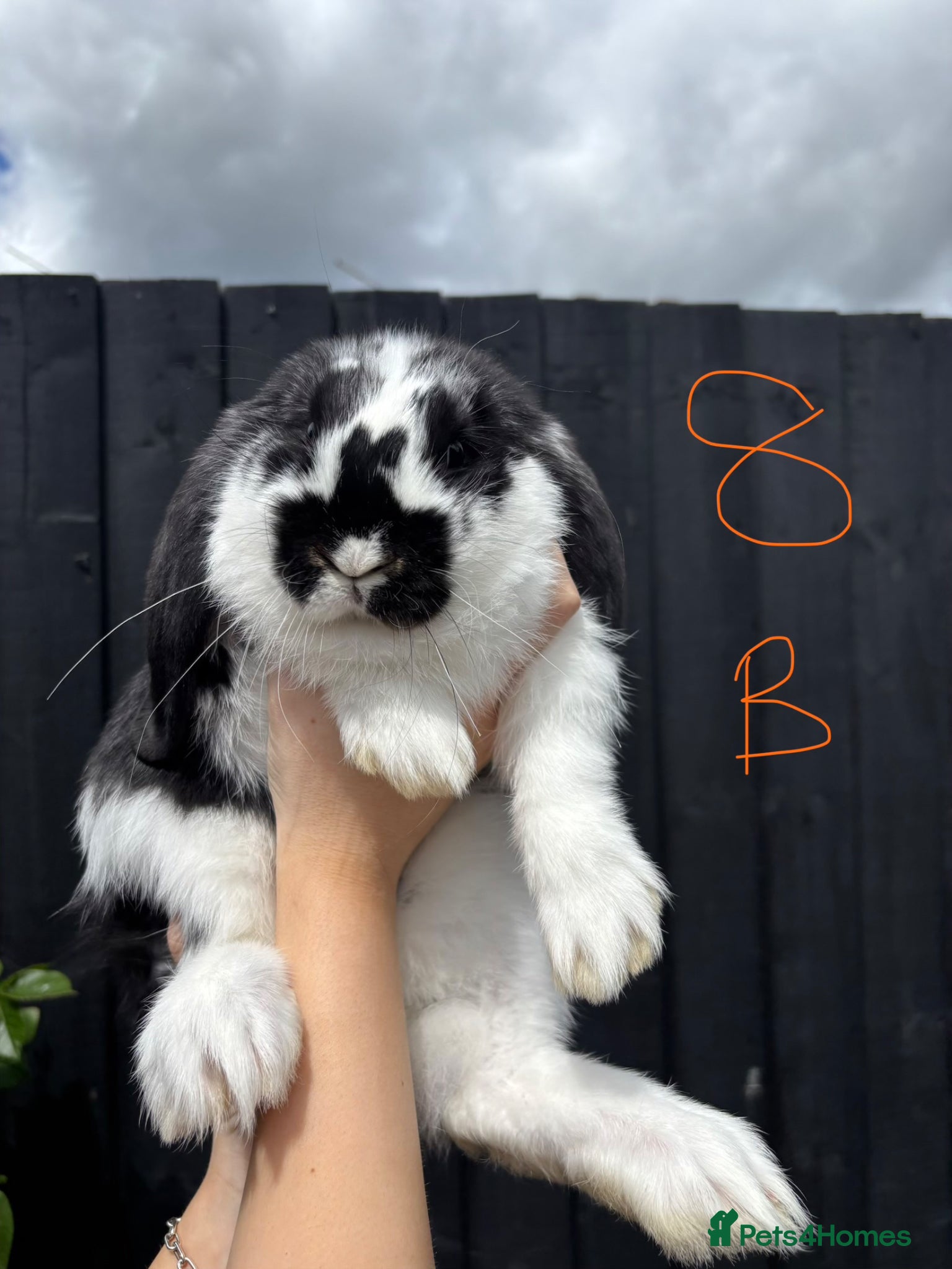 French Lop rabbits French lops ❤️  - Advert 11