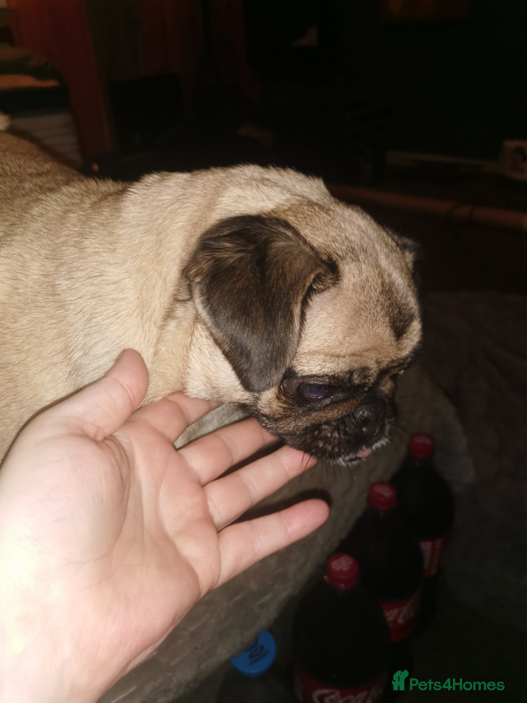 Pug dogs for sale: Luna for sale - Advert 3