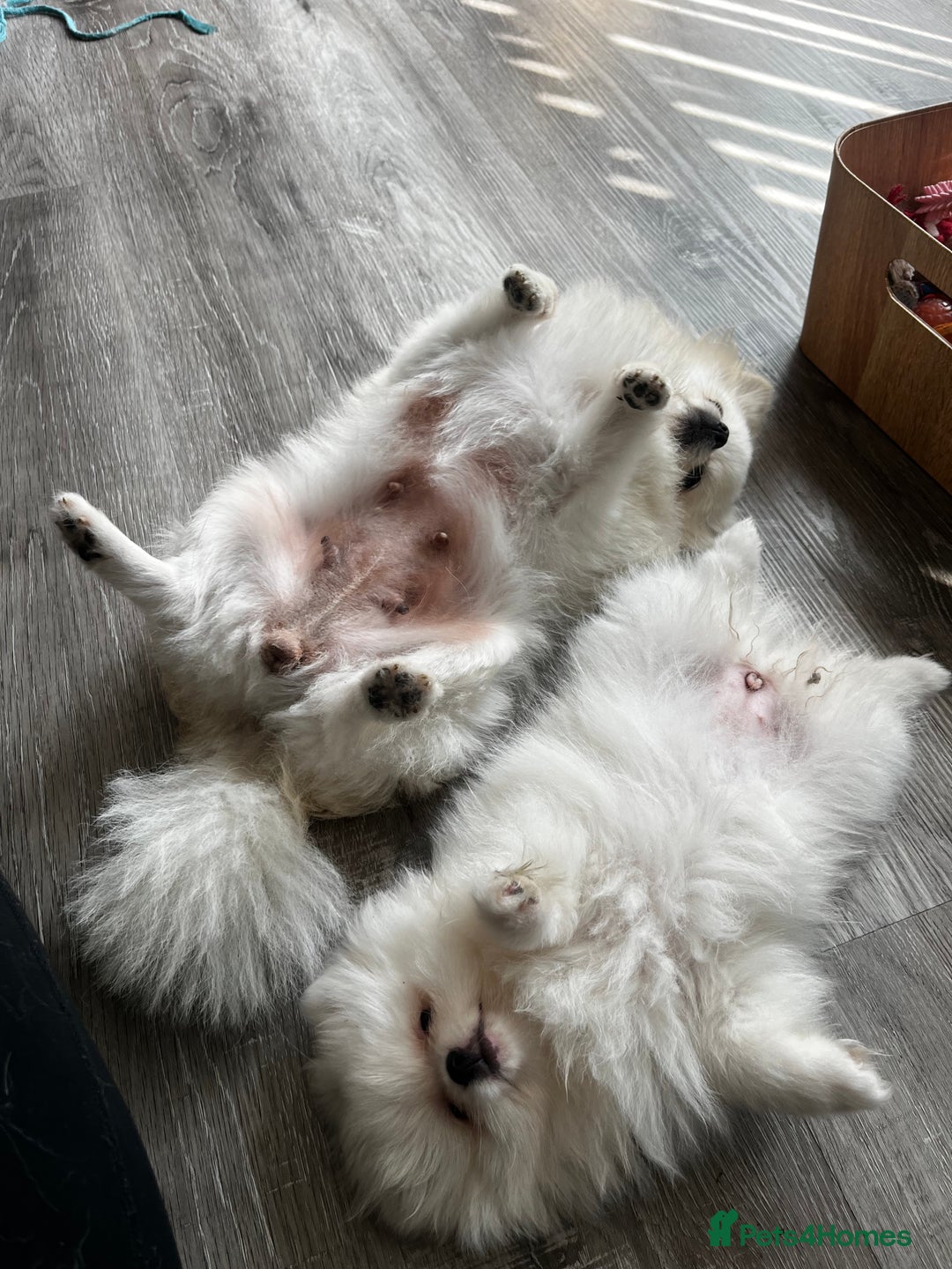 Pomeranian dogs for sale: Tiny Pomeranian Girl Puppy READY NOW - Image 5