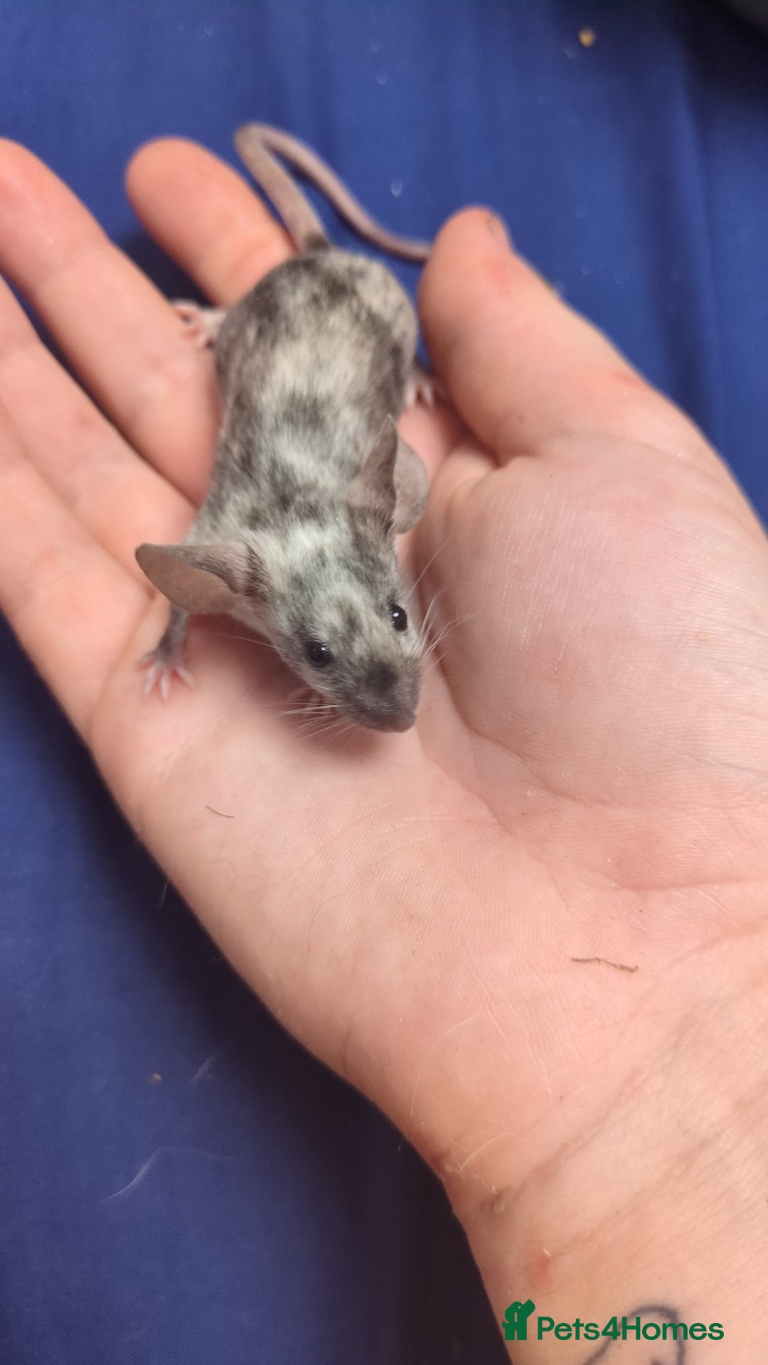 Mouse rodents for sale: Fancy mouse waiting list in Milton Keynes - Image 10