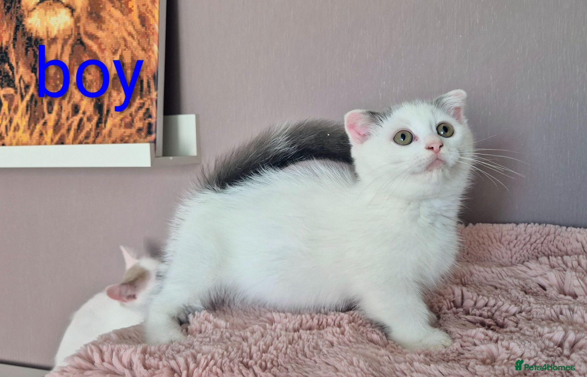 Munchkin cats Beautiful Munchkin kittens  - Advert 2