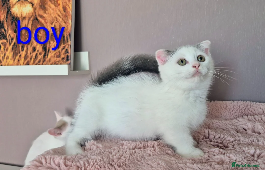 Munchkin cats for sale: Beautiful Munchkin kittens  - Advert 2