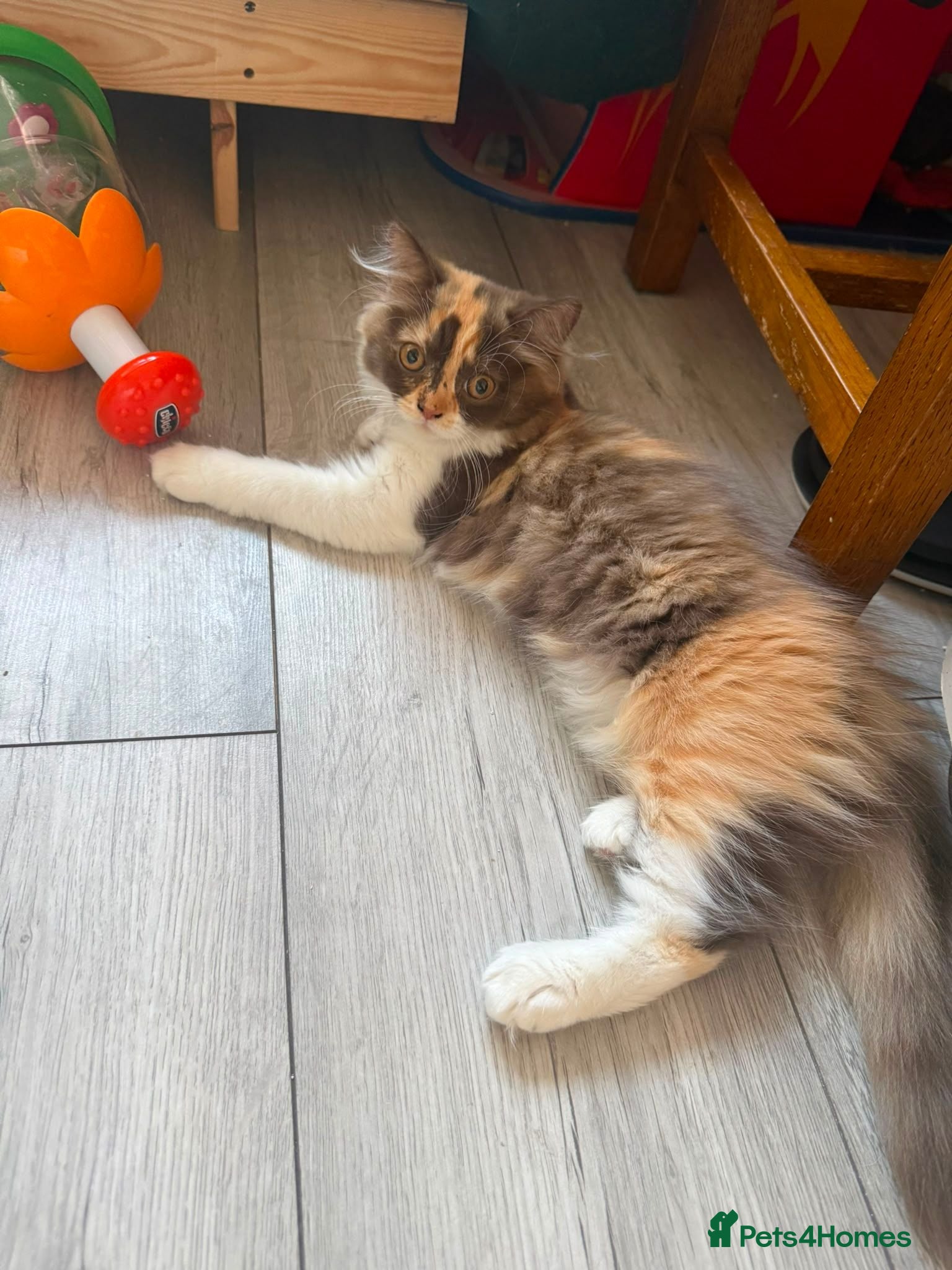 British Longhair cats British Longhair Chocolate tortie girl😻 Ready now - Advert 1