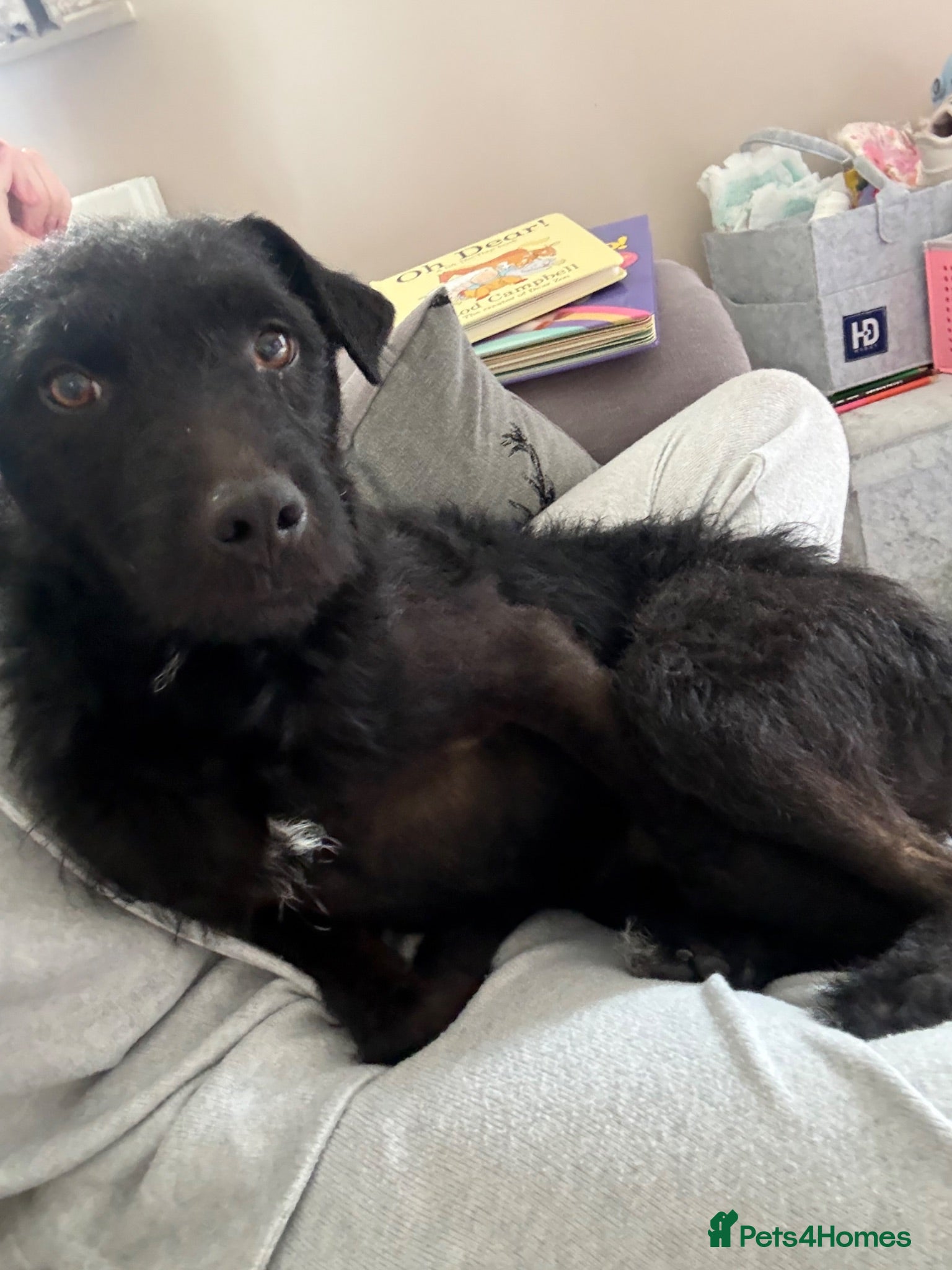 Mixed Breed dogs Looking for forever home 🏡  - Advert 1