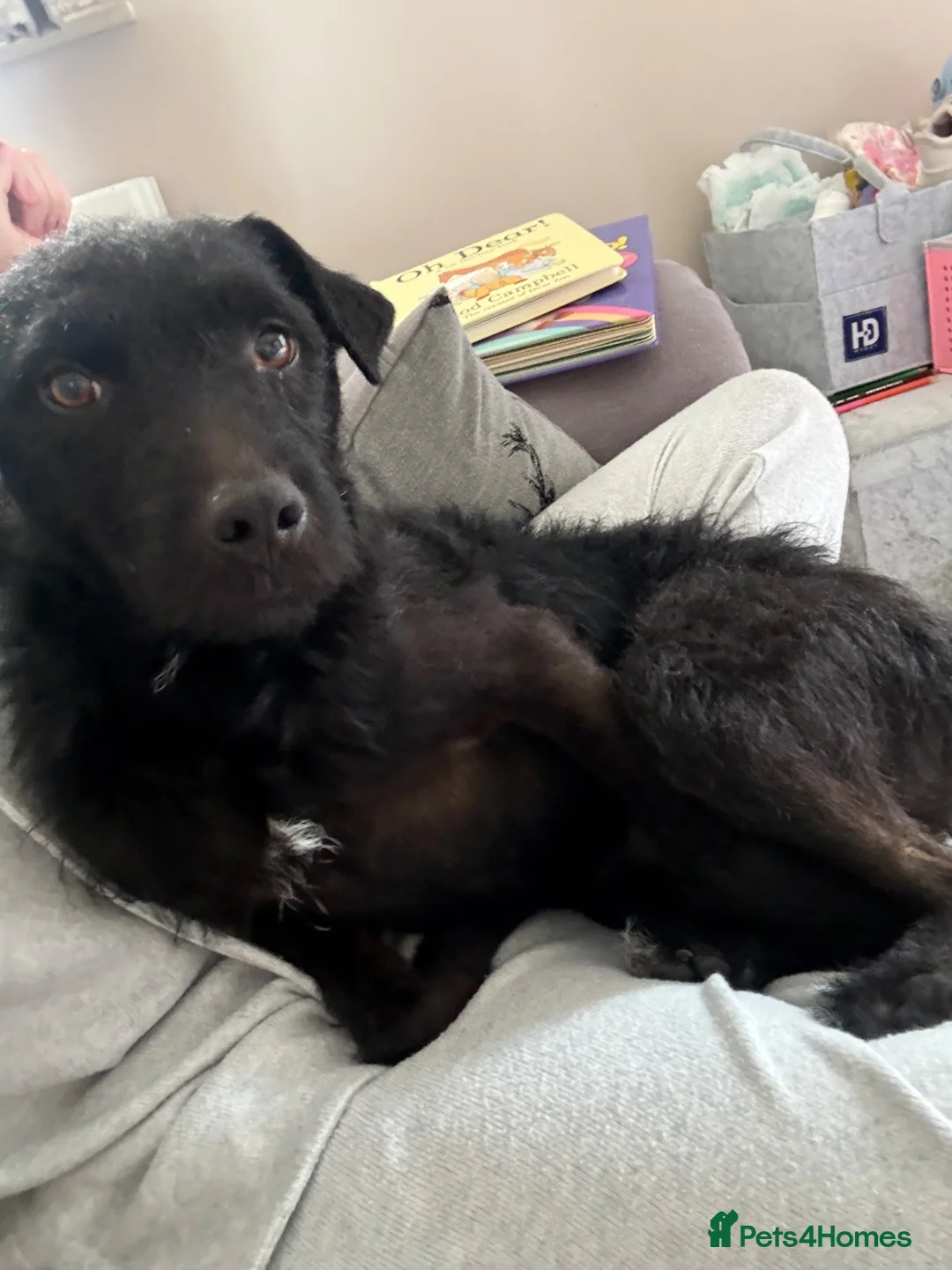 Mixed Breed dogs for sale: Looking for forever home 🏡  - Advert 1