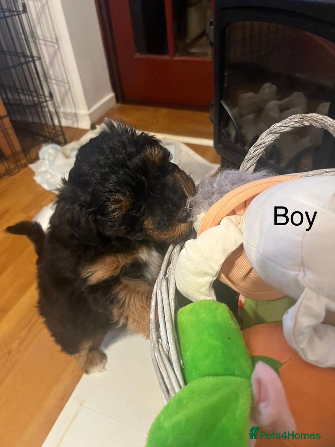 Schnoodle dogs for sale: American Toy Schnoodle Puppies *READY TO GO* - Advert 14