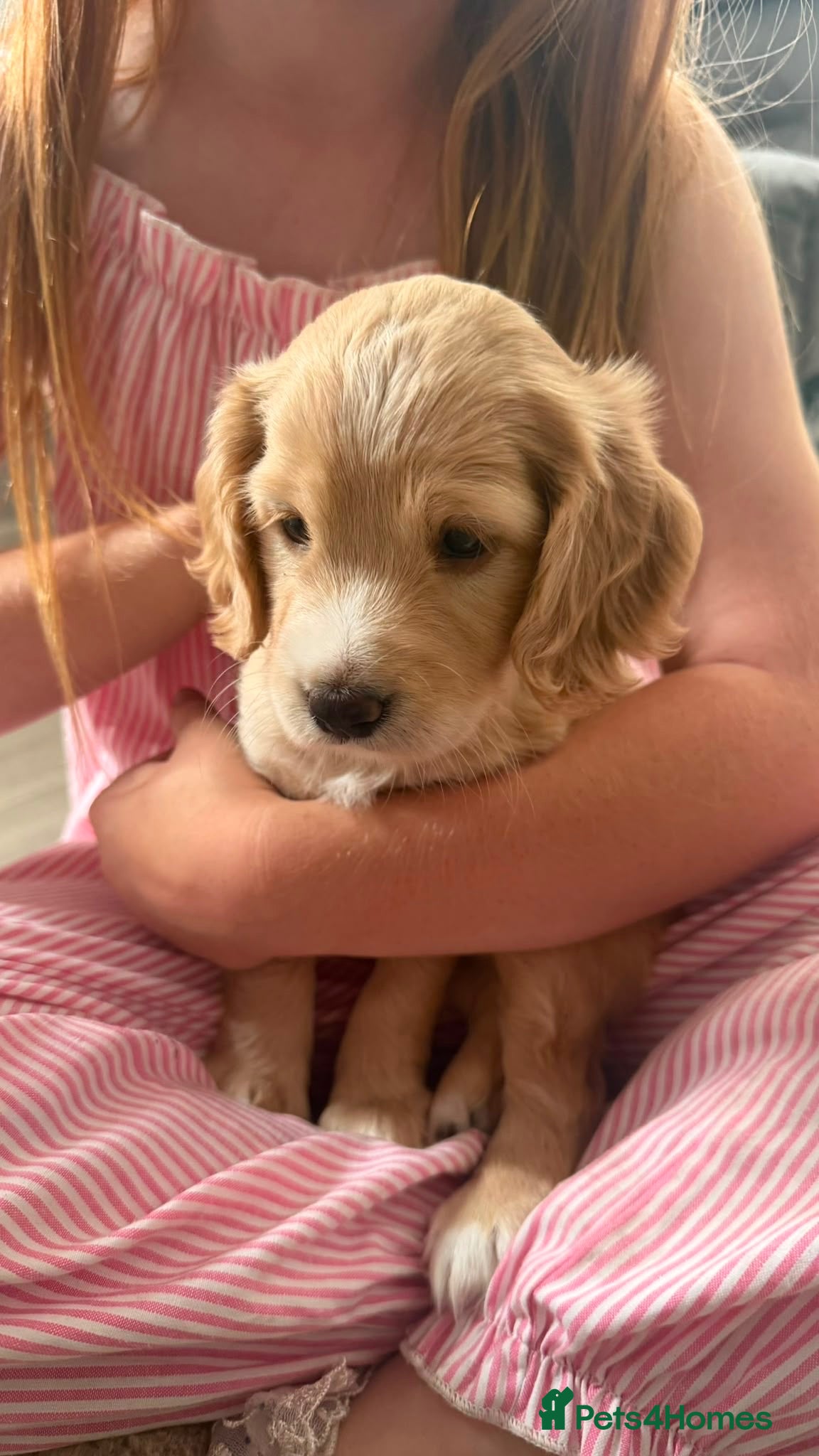 Cockapoo dogs Beautiful apricot f2 cockapoo girl  - Advert 1