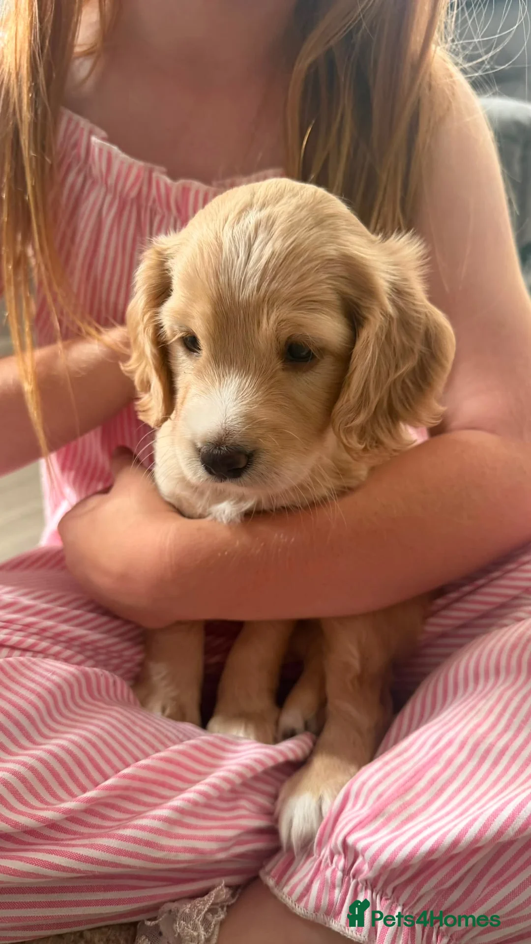 Cockapoo dogs for sale: Beautiful apricot f2 cockapoo girl  in Bristol - Advert 1