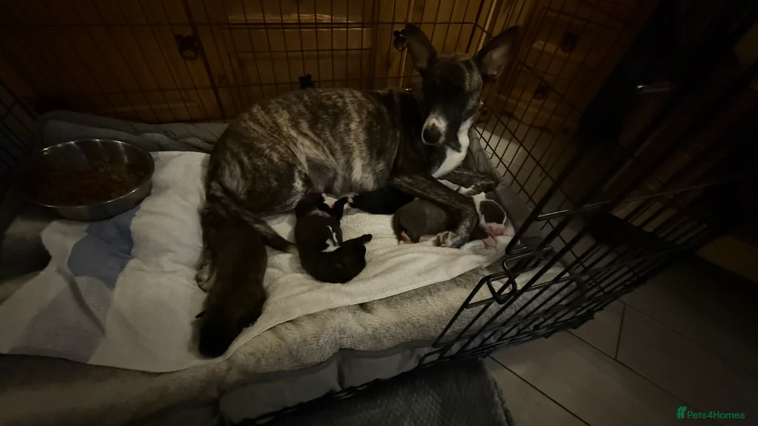 German Shepherd dogs for sale: German shepherd x Puppies - Advert 10