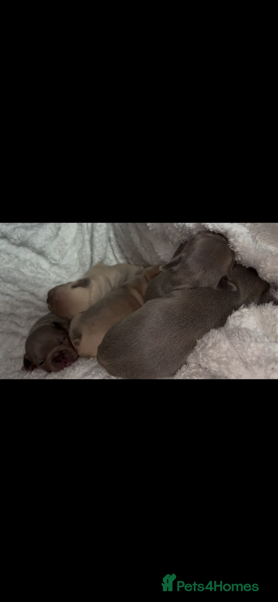 French Bulldog dogs for sale: French bulldog puppies  - Advert 7