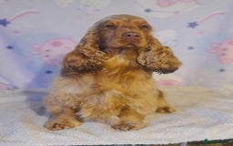 Cocker Spaniel dogs for sale: Fully Health tested show line cocker puppies  - Image 18