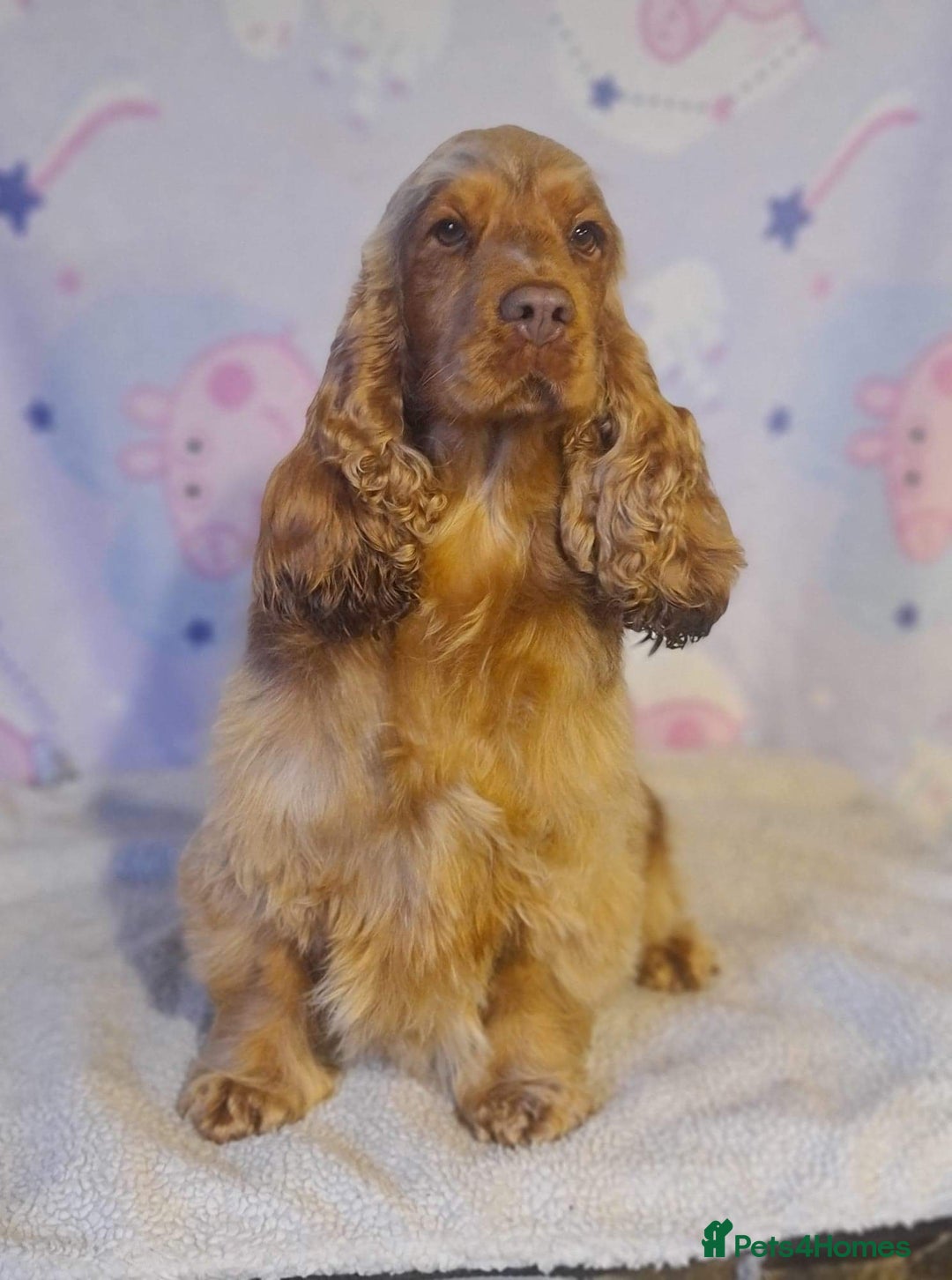 Cocker Spaniel dogs for sale: Fully Health tested show line cocker puppies  - Image 18