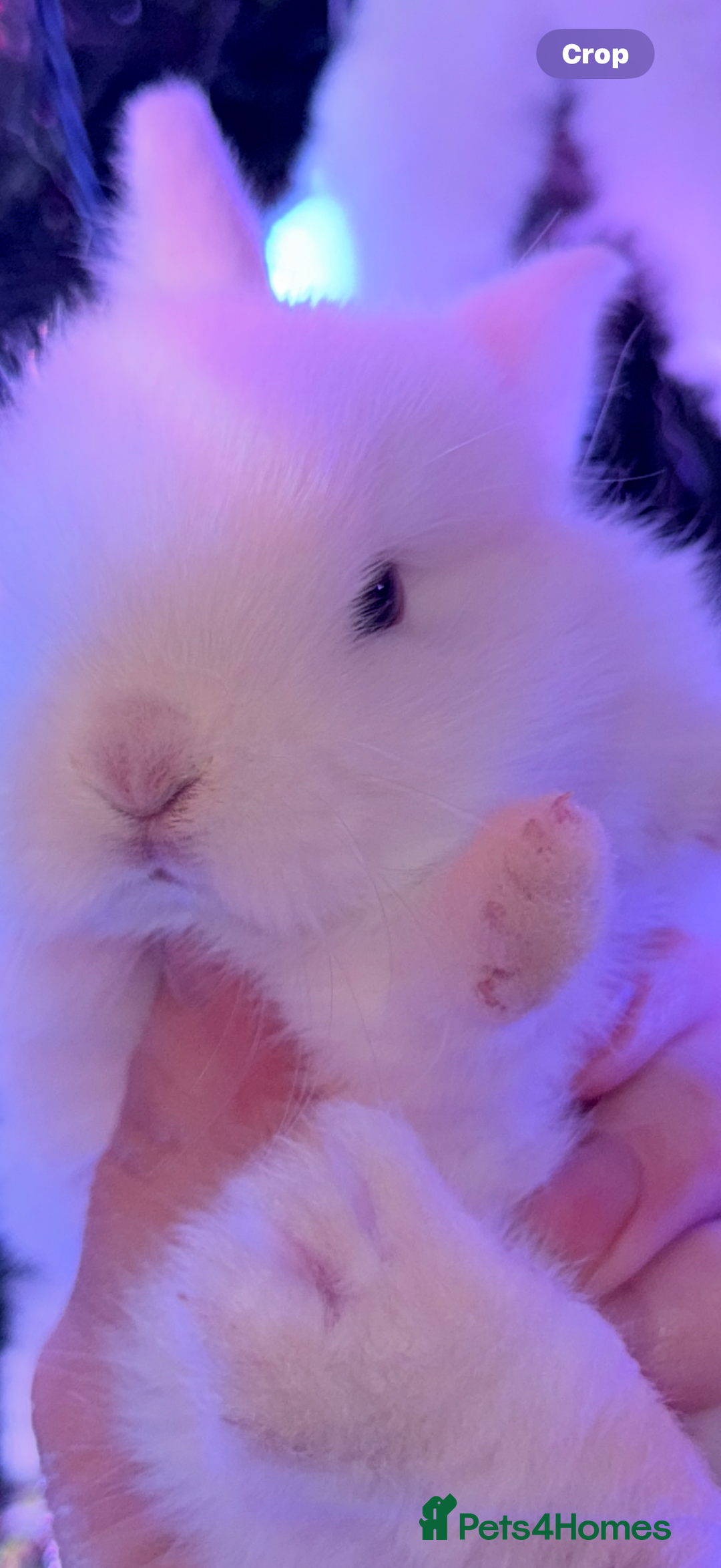 Mini Lop rabbits for sale: Mini lops. White with blue eyes or mixed colours.  - Advert 17