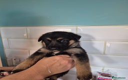 German Shepherd dogs for sale: Absolutely stunning German Shepherd pups in Doncaster - Image 30