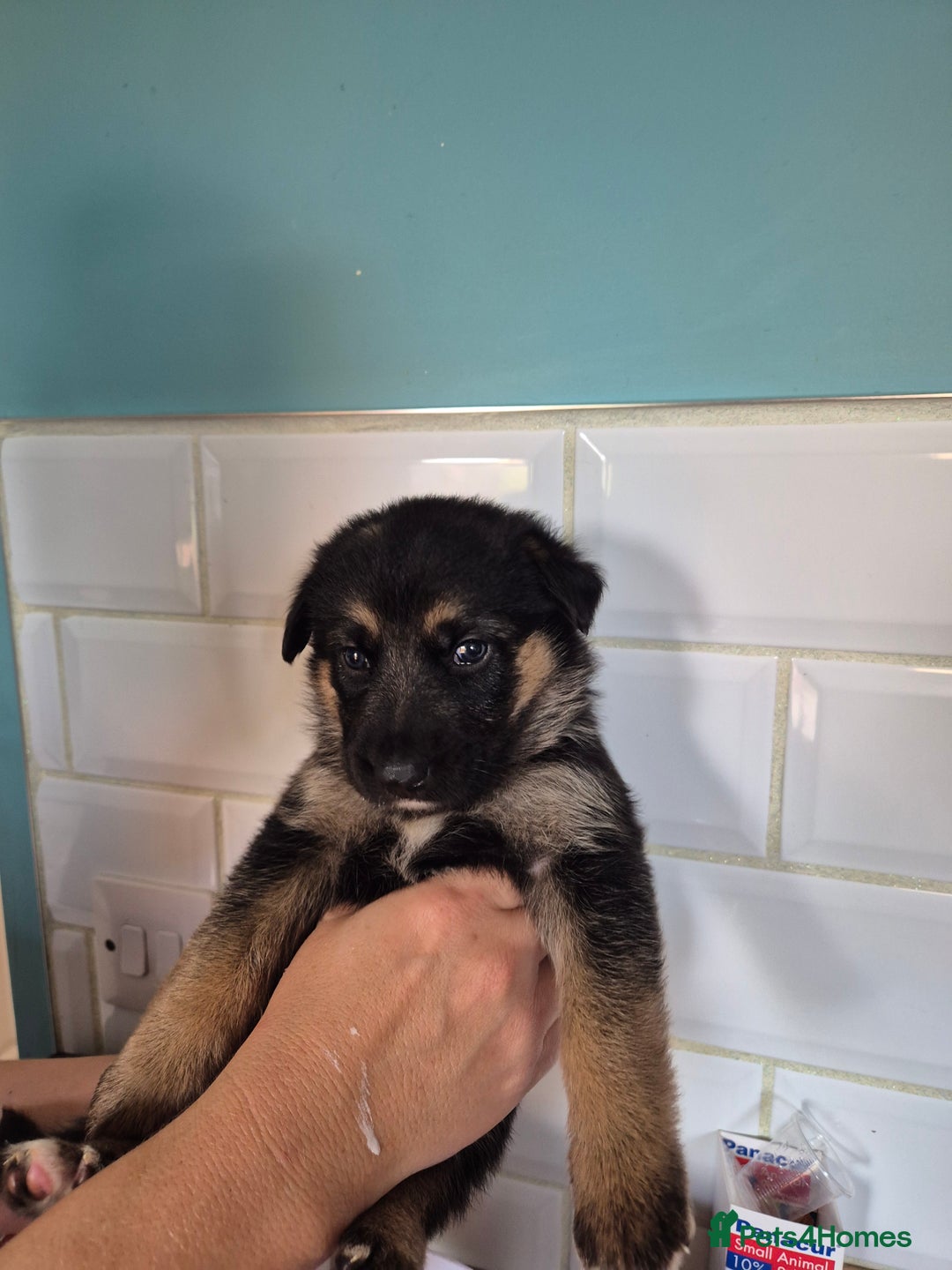 German Shepherd dogs for sale: Absolutely stunning German Shepherd pups in Doncaster - Image 30