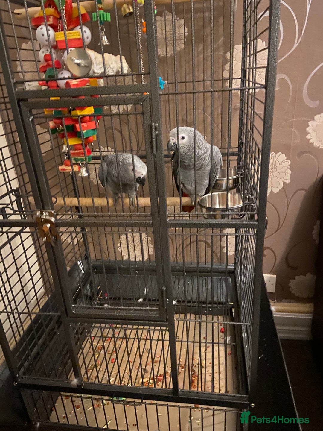 Parrots birds for sale: Hand Reared Tame Baby Male and Female African Grey - Advert 2