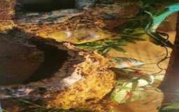 Snake reptiles for sale: Cinnamon Mojave pastel het pied royal python  - Image 7