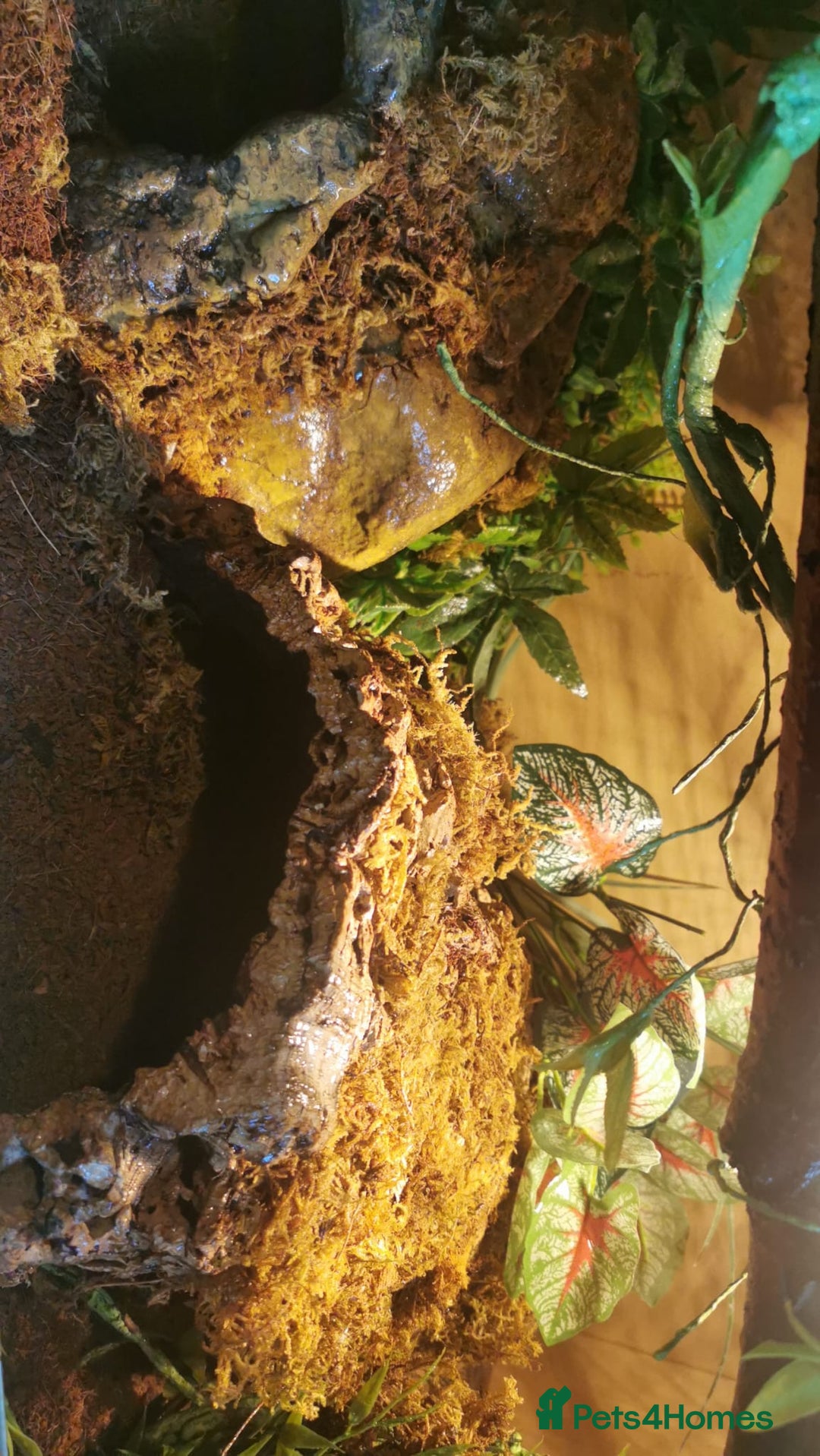 Snake reptiles for sale: Cinnamon Mojave pastel het pied royal python  - Image 7
