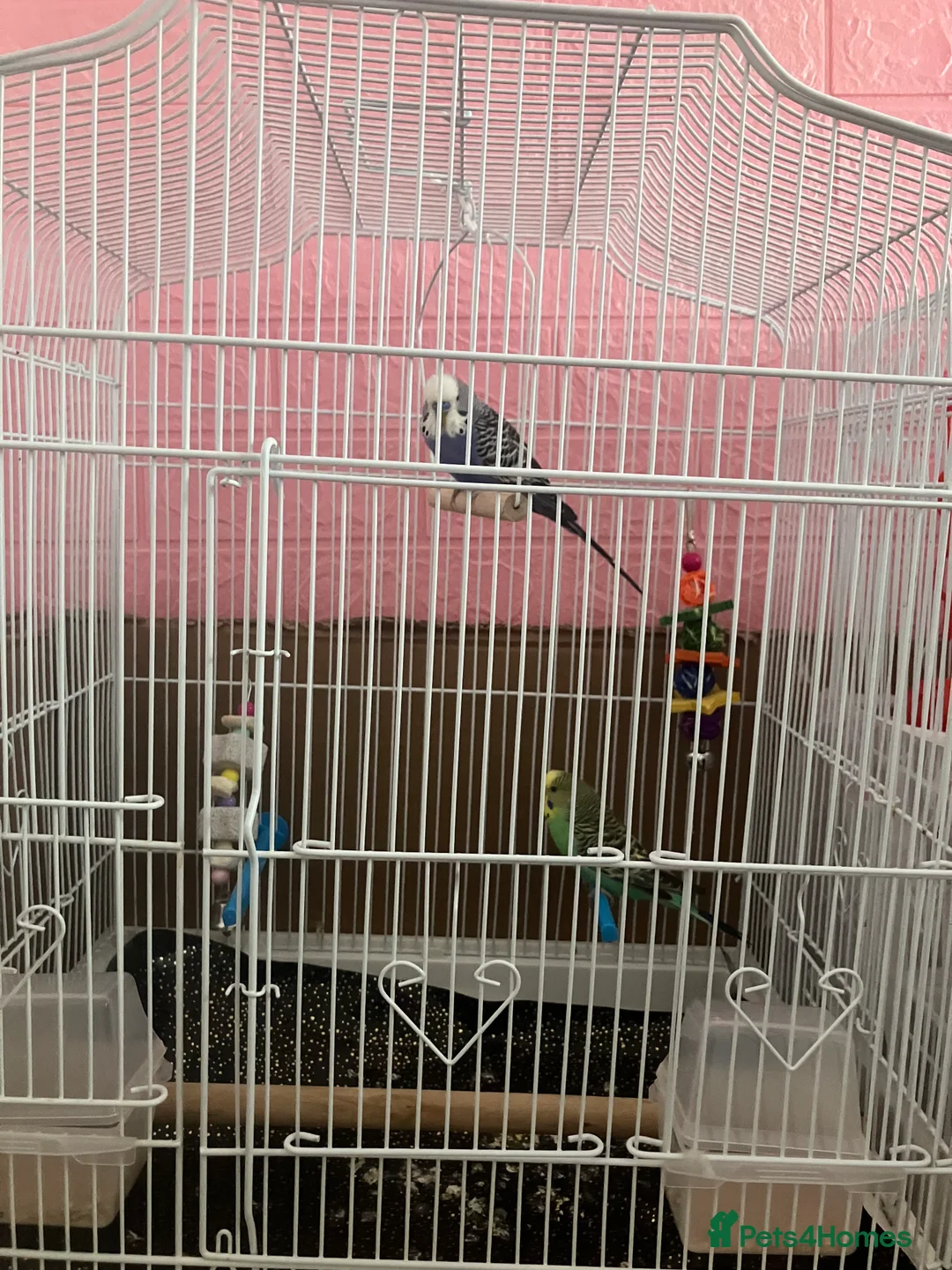 Budgerigars birds for sale: Pair of budgies and cage - Advert 5