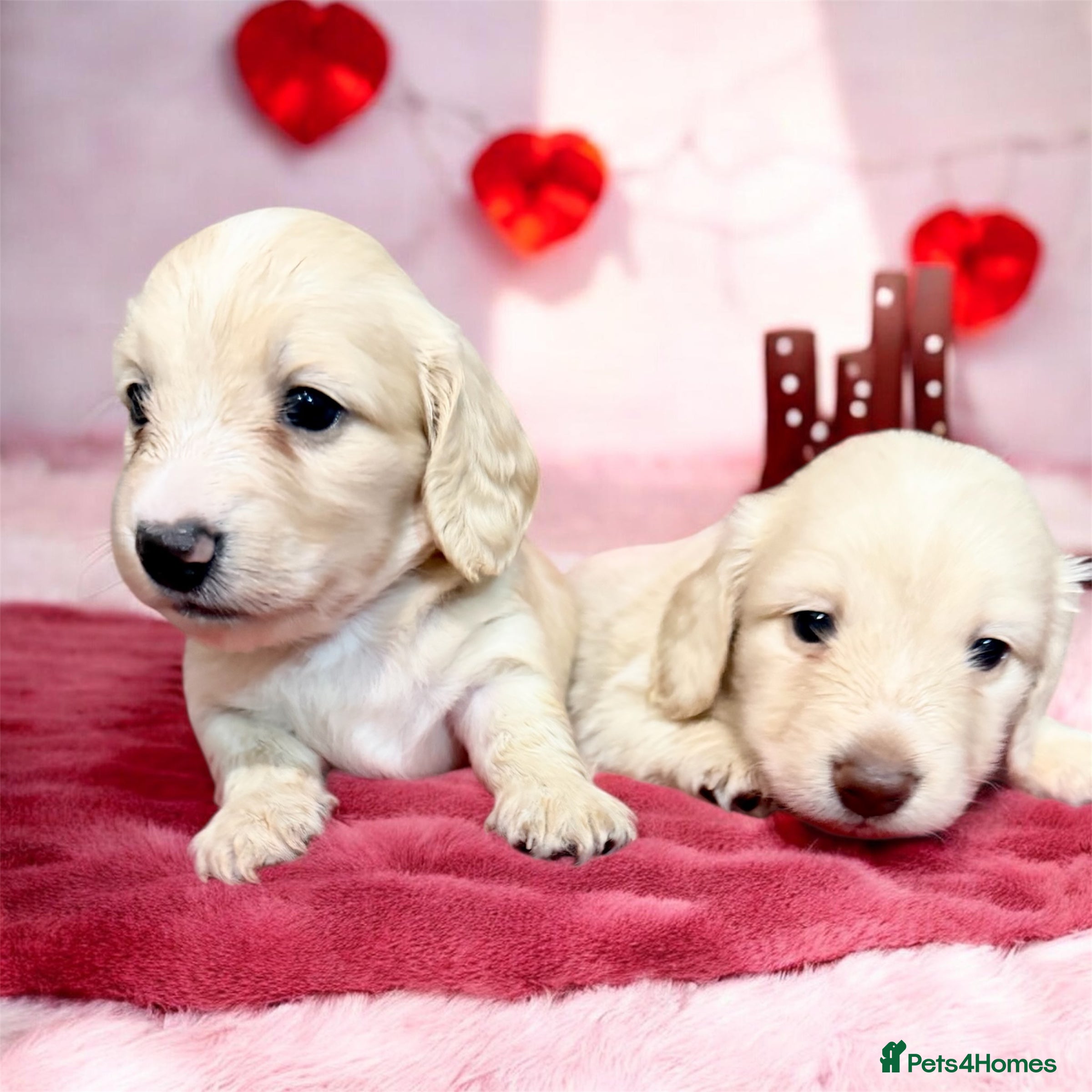 Miniature Dachshund dogs 🩷✨last boy  Long hair cream Kc very light  ✨ - Advert 17