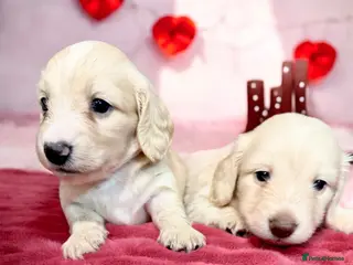 Miniature Dachshund dogs 🩷✨last boy Long hair cream Kc very light ✨ - Advert 17