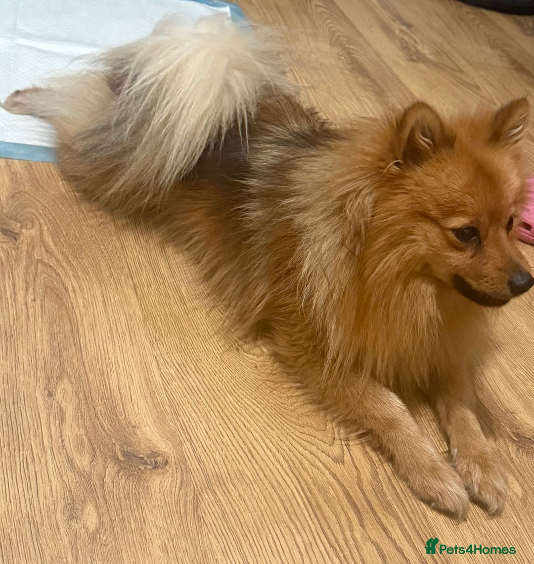 Pomeranian dogs for sale: Pomeranian for sale  - Advert 3