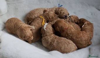 Cavapoo dogs F1BB+5⭐️Licensed+DNA tested+Vet Checked - Advert 11