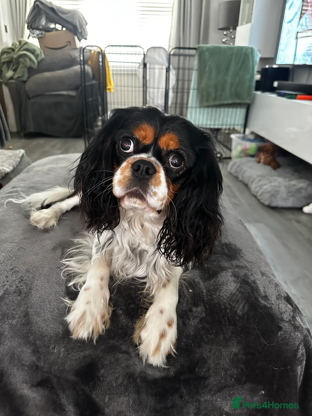 Cavalier King Charles Spaniel dogs for sale: Cavalier King Charles Spaniels Puppies for sale - Advert 3