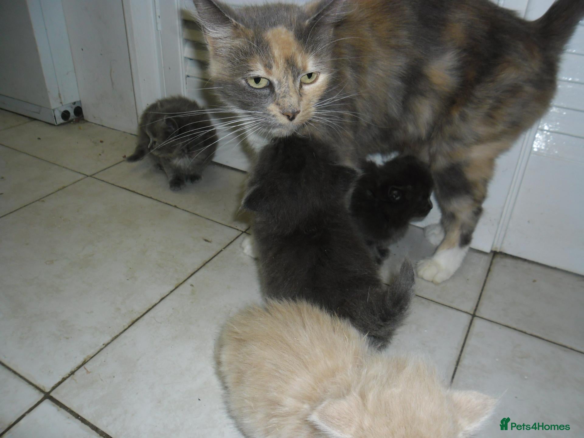 Mixed Breed cats 8 BEAUTIFUL KITTENS LOOKING FOR LOVING HOMES - Advert 2
