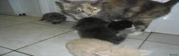 Mixed Breed cats for sale: 8 BEAUTIFUL KITTENS LOOKING FOR LOVING HOMES - Advert 2