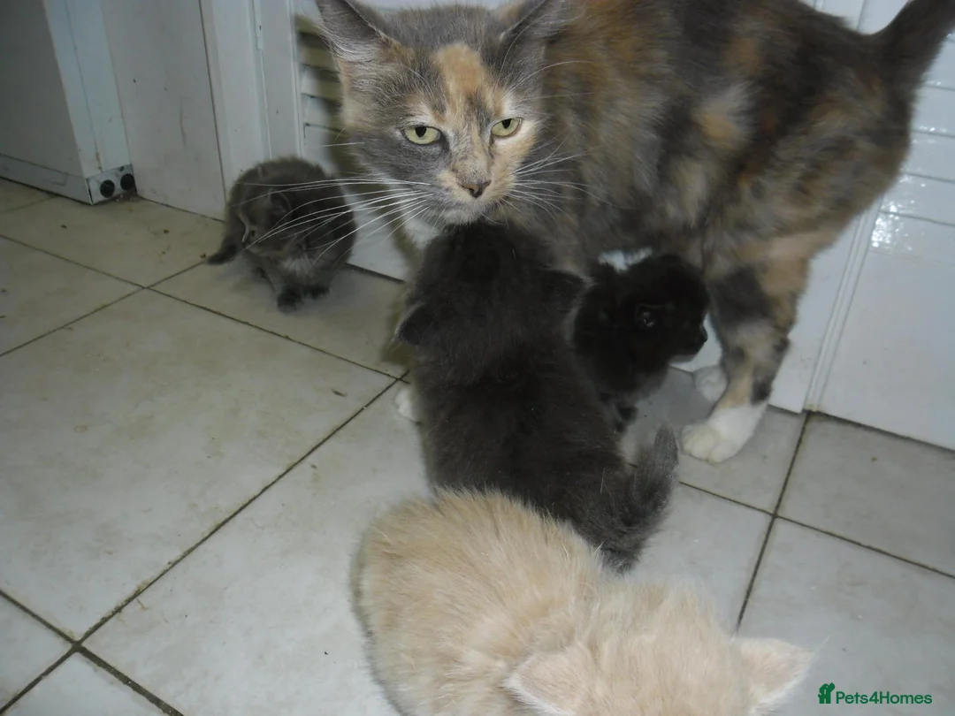 Mixed Breed cats for sale: 8 BEAUTIFUL KITTENS LOOKING FOR LOVING HOMES - Advert 2