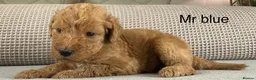 Double Doodle dogs for sale: A REALLY EXCITING MIX OF BREEDS. GORGEOUS!!! - Advert 3