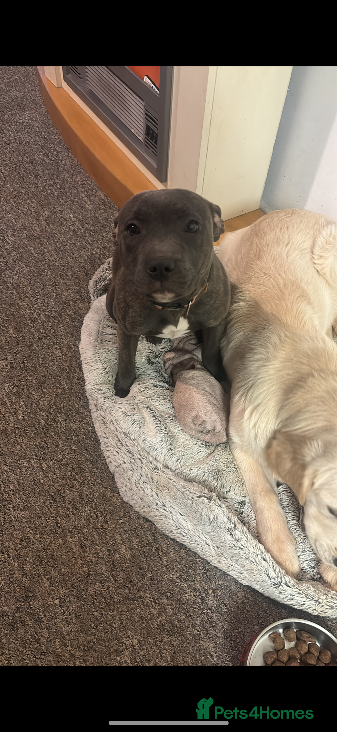 Staffordshire Bull Terrier dogs for sale: kc registered blue staffys due on 23/24th July  - Image 3
