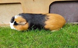 Guinea Pig rodents for sale: Neutered  boar and female Guinea Pigs for sale - Image 4