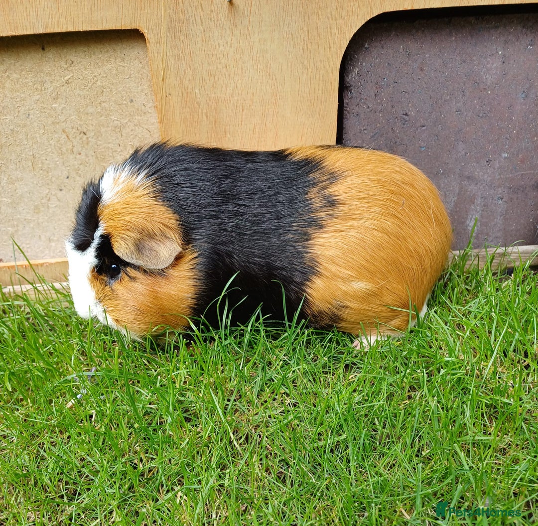 Guinea Pig rodents for sale: Neutered  boar and female Guinea Pigs for sale - Image 4
