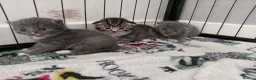 British Shorthair cats for sale: BSH cross kittens in Norwich - Advert 6