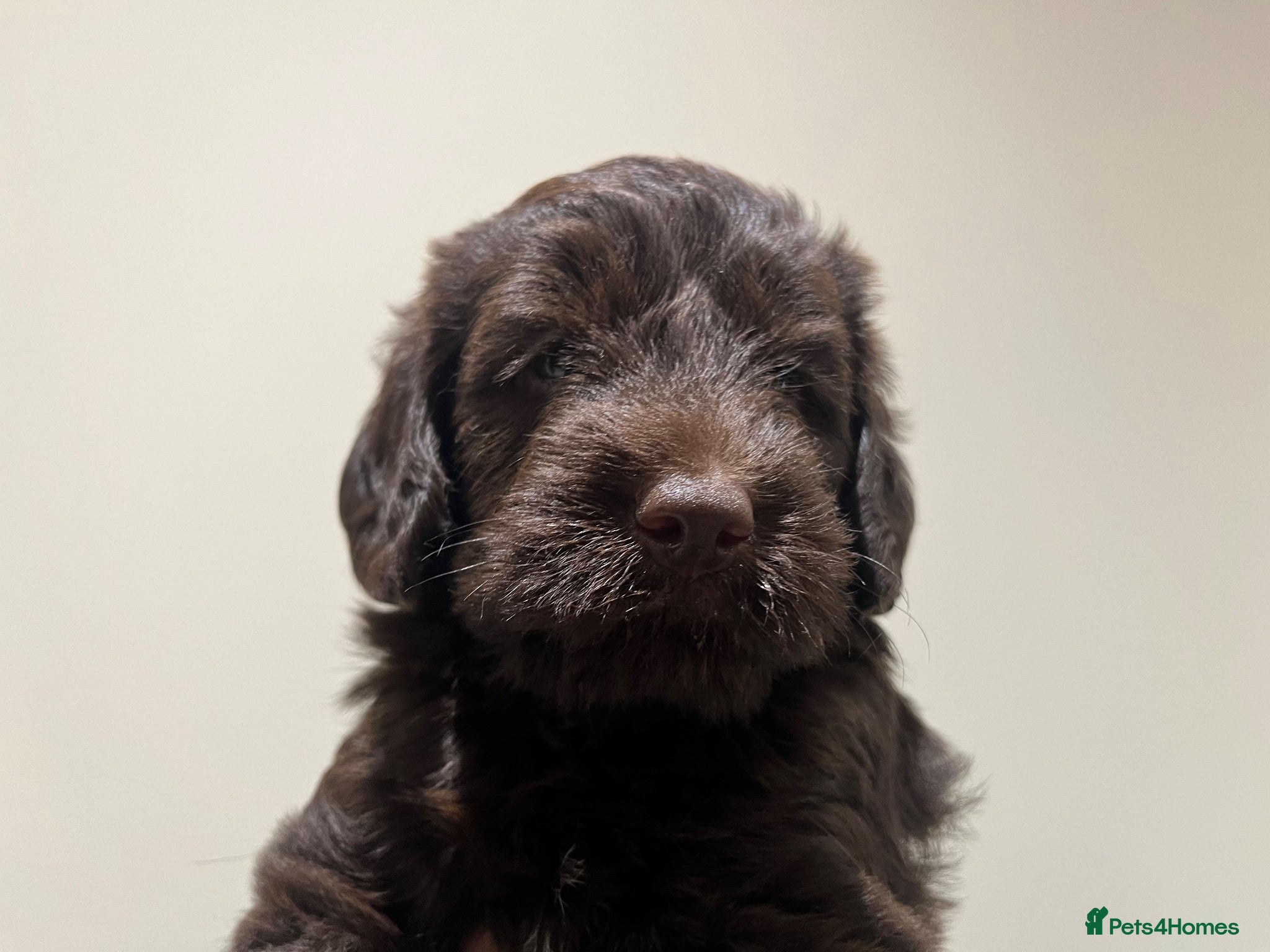 Labradoodle dogs Miniature F1B Labradoodle Puppies - Advert 2