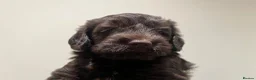 Labradoodle dogs for sale: * READY* MiniF1B Labradoodle - Advert 14