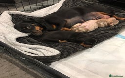 Miniature Dachshund dogs for sale: 4 beautiful miniature dachshunds 4 weeks old - Image 10