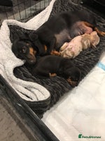 Miniature Dachshund dogs - Advert 9