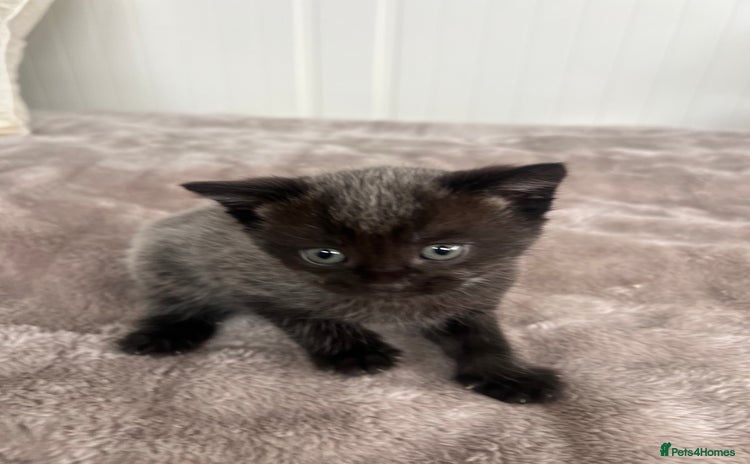 Mixed Breed cats - Advert 4