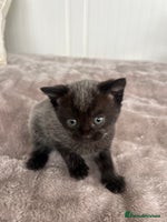 Mixed Breed cats - Advert 12