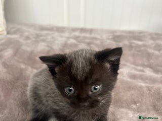 Mixed Breed cats - Advert 9