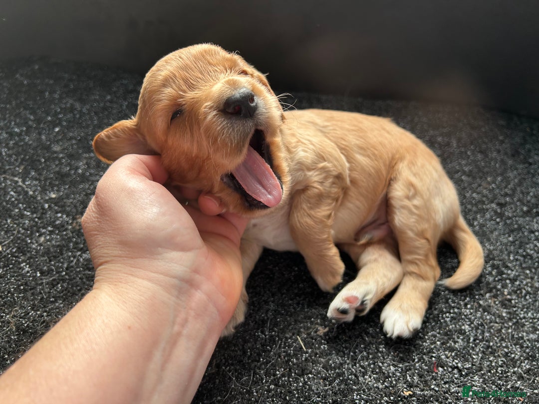 Cockapoo dogs for sale: Cockapoo puppies ginger/golden - Advert 12