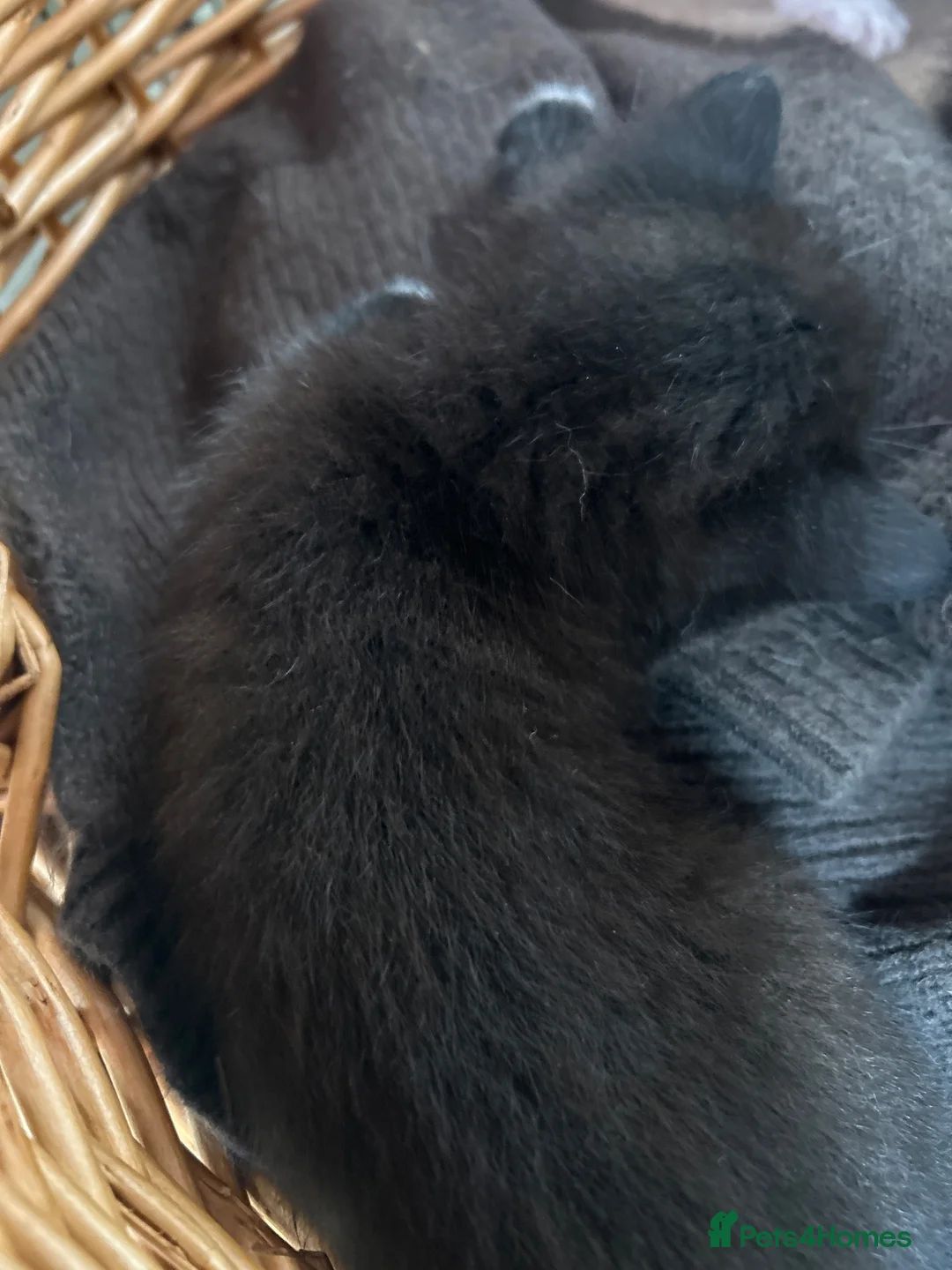 Siamese cats for sale: Siamese cross  - Advert 4