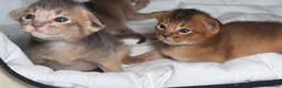 Abyssinian cats for sale:     Gorgeous kittens from champion parents 😽 - Advert 24