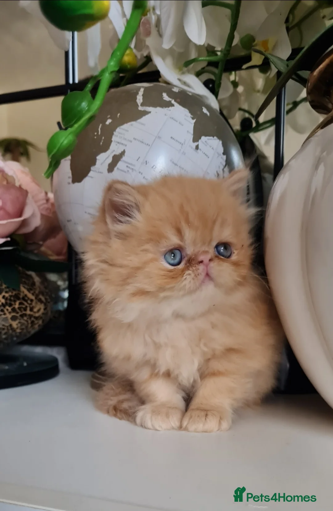 Persian cats for sale: Persian kittens  - Advert 1
