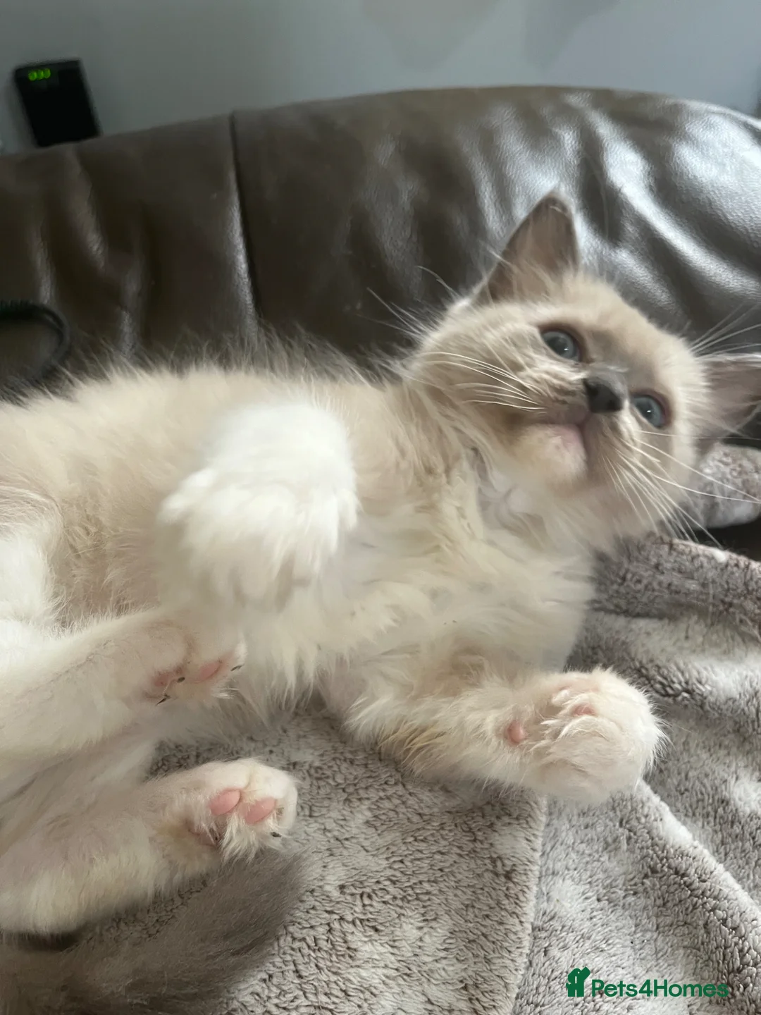 Ragdoll cats for sale: Full Pedigree ragdoll male kitten  - Advert 2