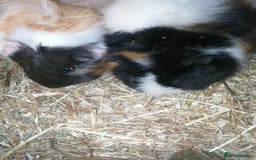 Guinea Pig rodents for sale: 2 female Guinea pigs - Image 1